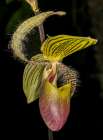 Paphiopedilum orchid shows off its unique pouch-shaped lip, leading to common name, Lady Slipper. Art Print